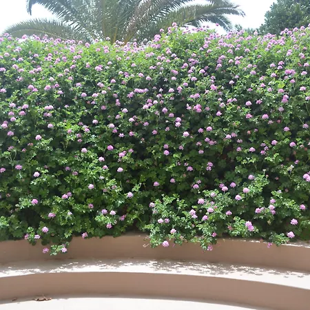 Livvo Risco Del Gato 4* קוסטה קלמה